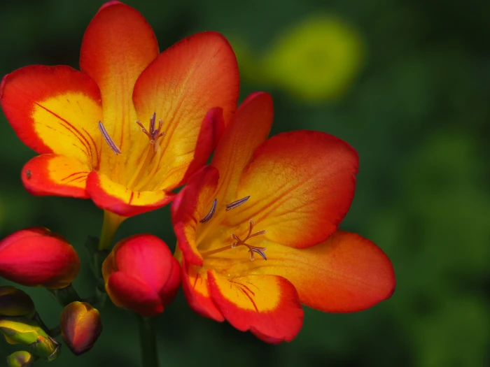tilt shift lens photography of orange and yellow flowers red 2k 4k 5k