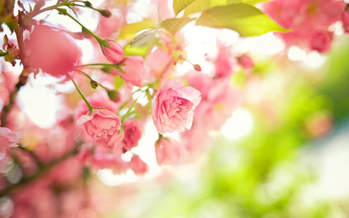 Tree Branches Pink Flowers Leaves Spring Macro Desktop Background Images 2k