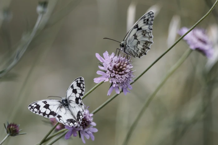 two black and white butterflies on purple petaled flower photography 2k