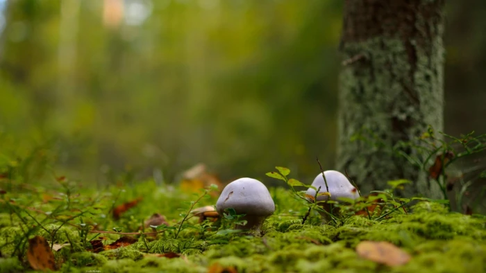 two white mushrooms macro forest plant bird animal themes 2k