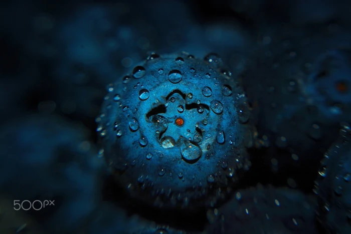 untitled macro fruit water drops blueberries undersea animal themes 2k