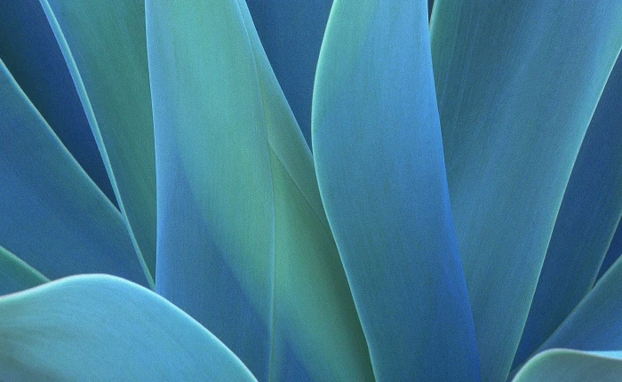 untitled photography leaves macro plants nature full frame 2k