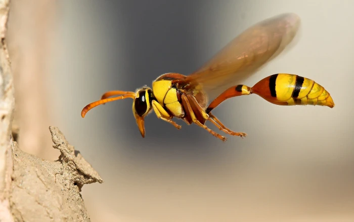 wasp macro insect animals invertebrate animal wildlife close up 2k