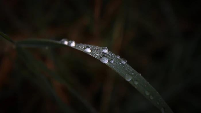 water droplets on green leaf selective focus photography of plant 2k