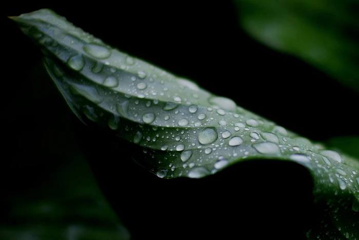 water droplets on green leaves Rain goutte eau leafs 2k