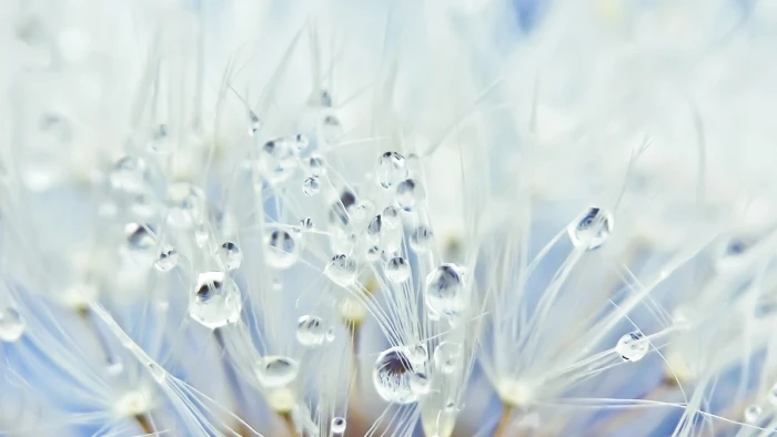 Water Drops Macro HD nature 2k