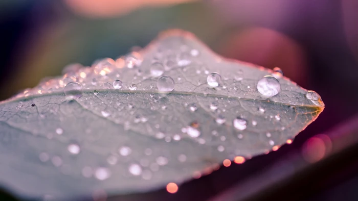 water drops on green leaf photo macro depth of field leaves 2k