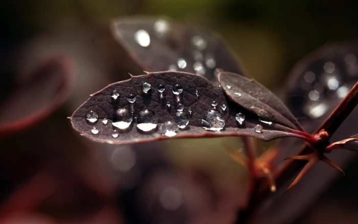 water drops leaves macro plants people one Person women 2k