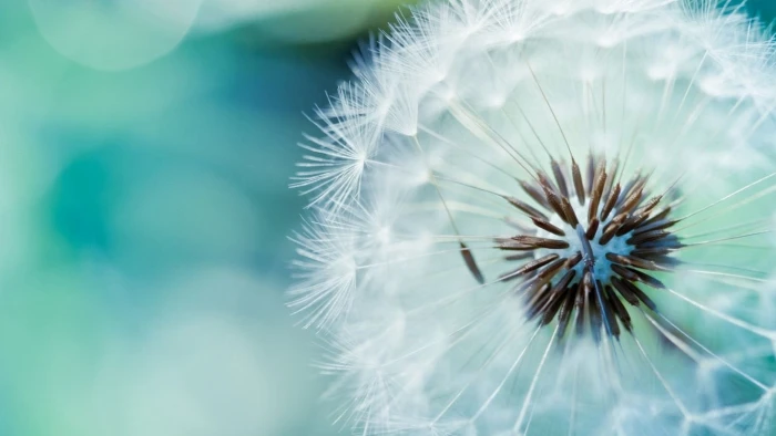 white dandelion flowers nature macro fragility vulnerability