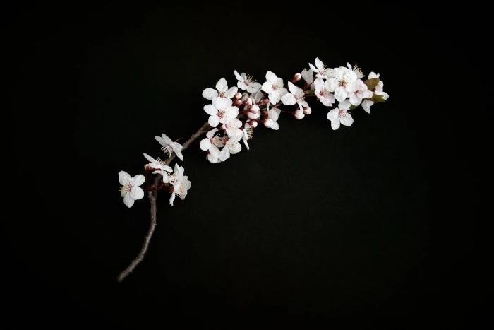 white flowers with black background cherry blossom twig 2k