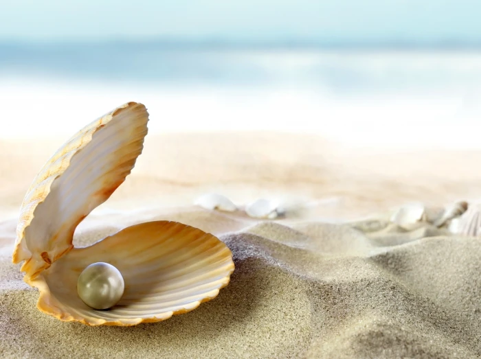white seashell sand beach the sun tropics ocean pearl 2k 4k 5k