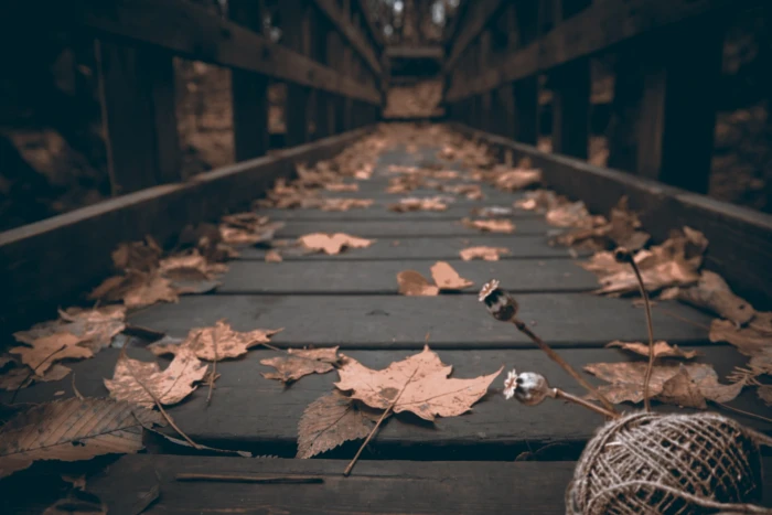 withered brown leaves worms eye view photography of wooden dock 2k
