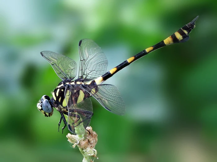 yellow and black dragonfly macro photography Oriental IMG SKAN 2k
