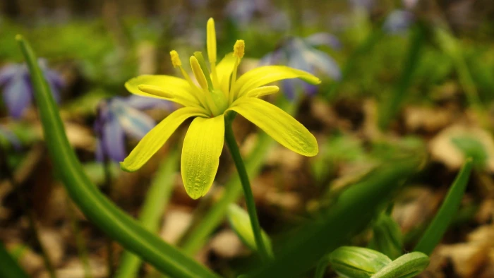 yellow petaled flower macro flowers plants 2k
