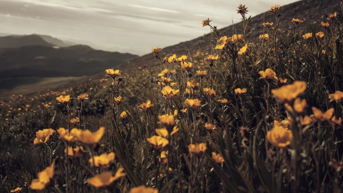 yellow poppy flowers flower selective focus photo landscape 2k