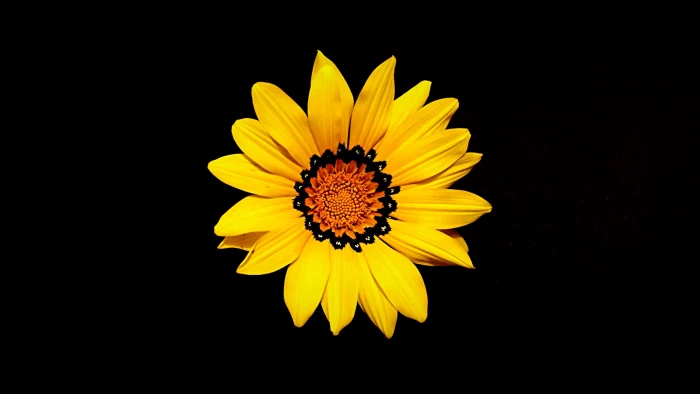 yellow Sunflower mother s day nature spring floral plant 2k