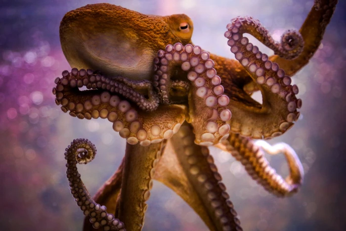 animals octopus bokeh 2k