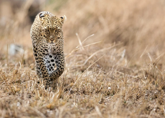Animals Wildlife Leopards Bokeh 2k 4k