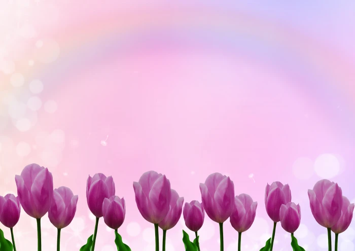 background image tulips flowers rainbow pink nature greeting card 2k 4k 5k
