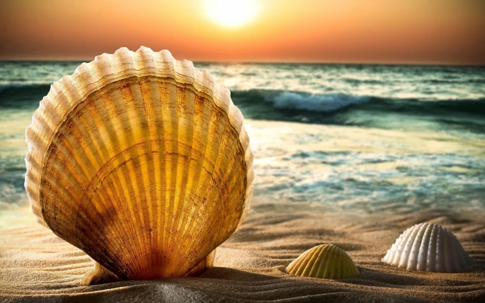 beach bokeh horizon sand sea shells sky sun sunset 2k