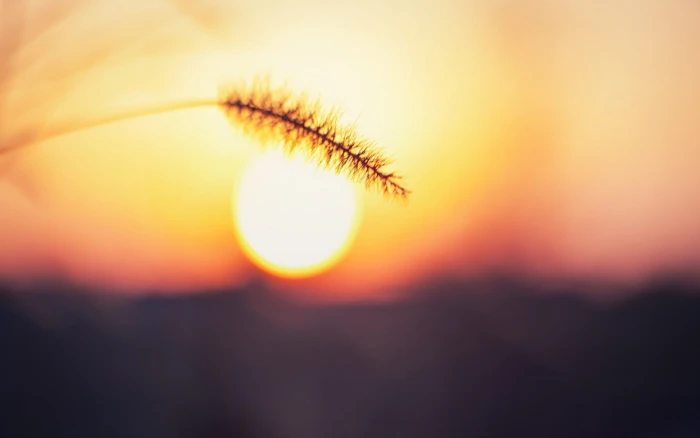black and beige wheat brown during sunset in macro shot photography 2k