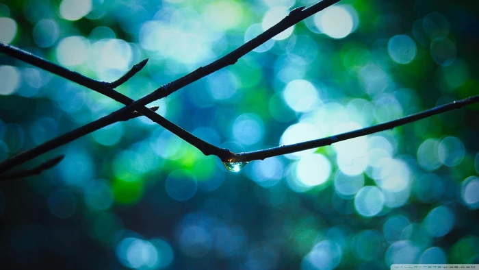 black and green beaded necklace plants macro water drops branch 2k