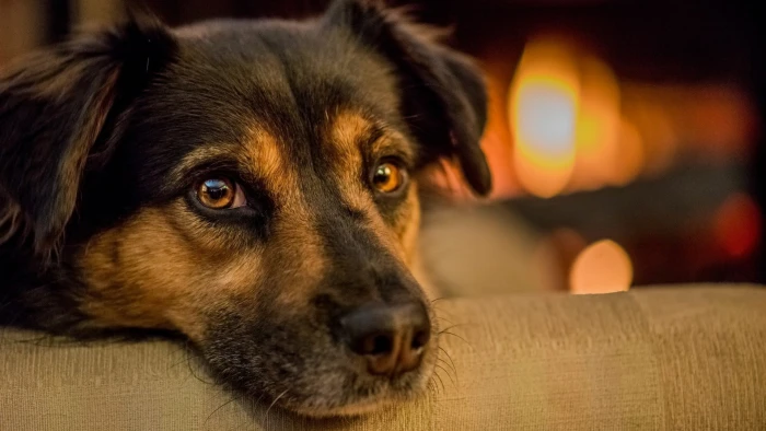 black and tan German shepherd puppy short coated brown dog 2k