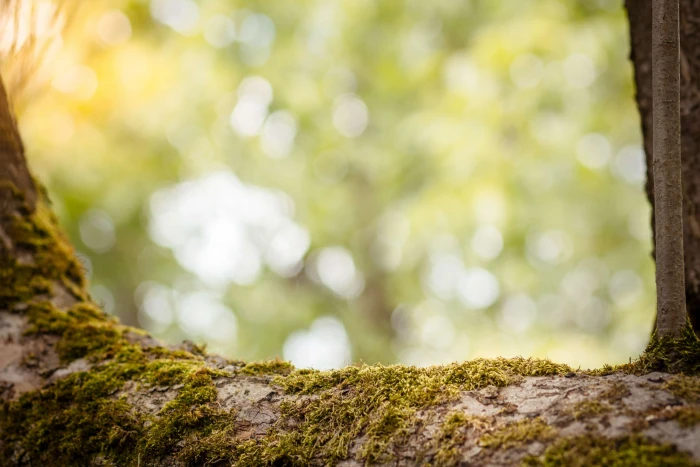 abstract background view of nature bio blur 2k 4k