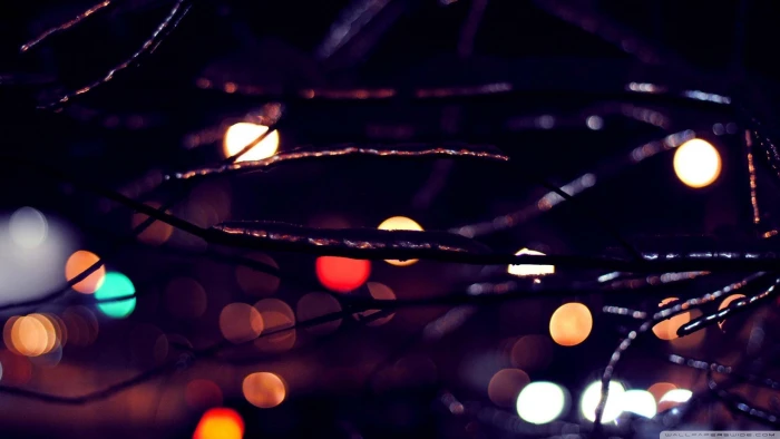 bokeh photography macro lights branch illuminated night 2k