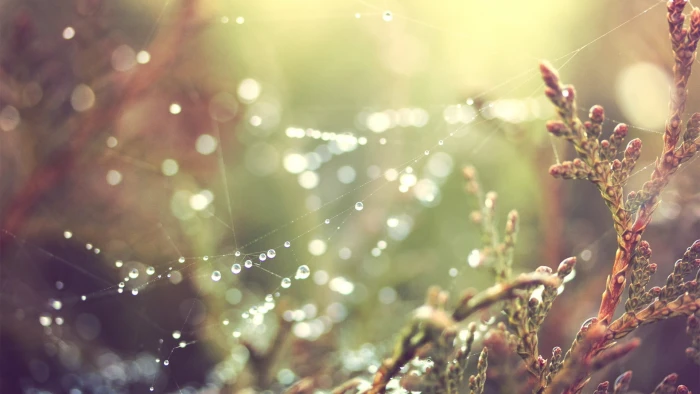 bokeh photography selective focus of green leaf plant 2k