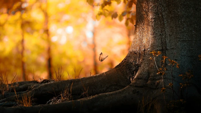 brown butterfly and gray tree trunk flying above root during golden hour 2k