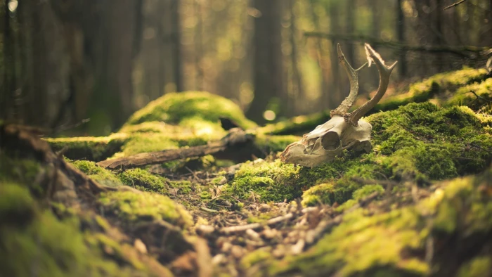 bull skull forest grass bokeh nature tree outdoors moss 2k