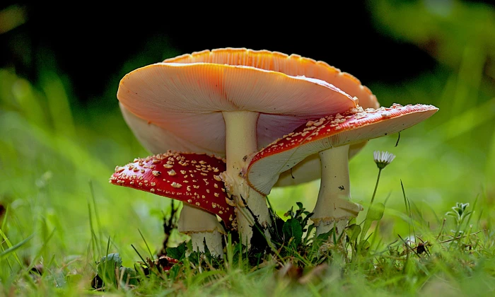 depth of field photography red and orange mushrooms Amanita muscaria 2k