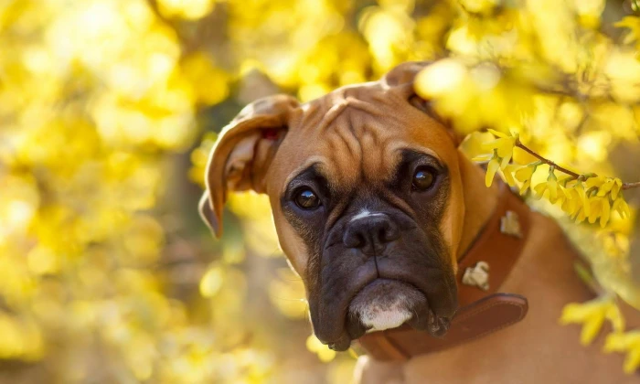 Dogs Boxer Bokeh Dog Flower Muzzle Yellow 2k