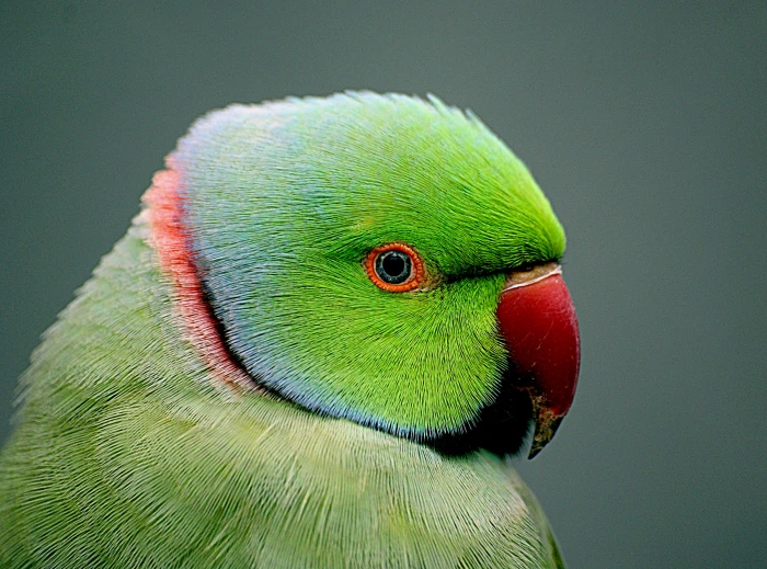 green and red beaked parrot psittacula indian 2k