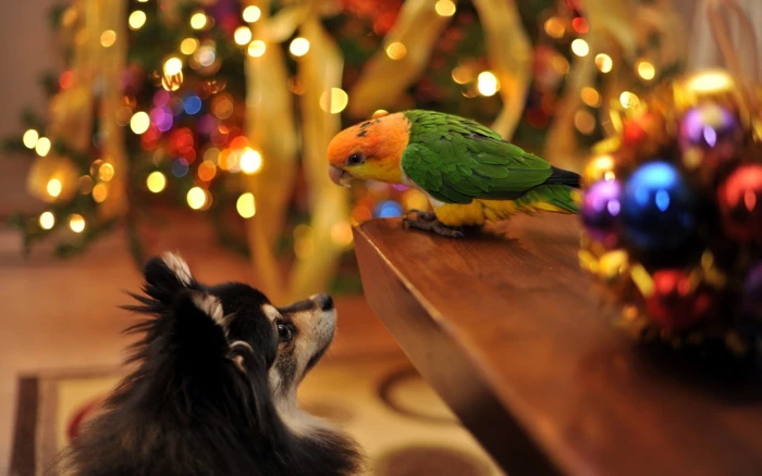 green and yellow feather bird nature dog birds bokeh Christmas 2k