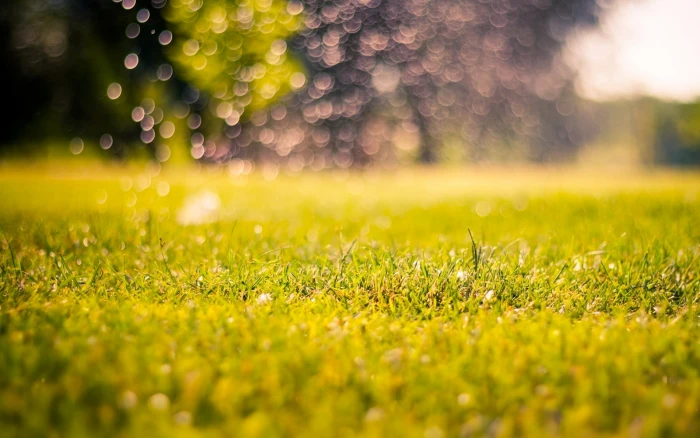 green grass field greens nature background blur morning 2k