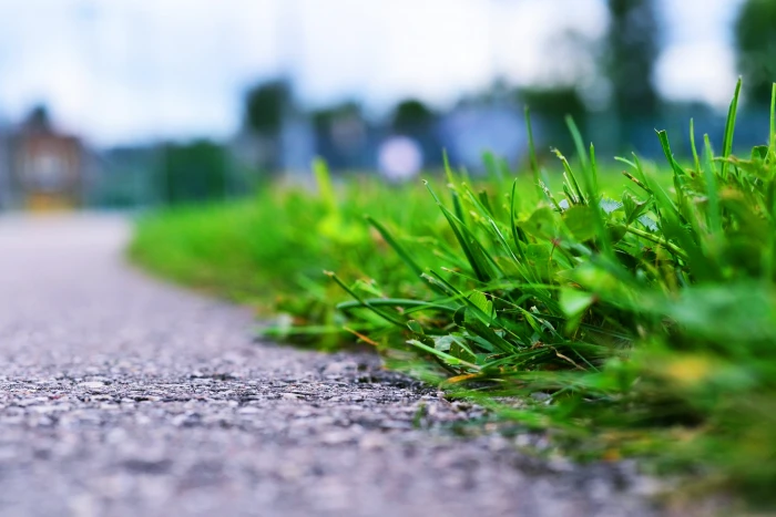 green grass in close up photography Roadside 2k 4k 5k