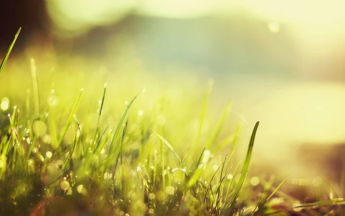 green grass nature morning macro bokeh sunlight plant field 2k