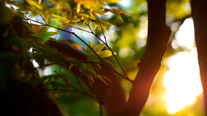 green leafed plant silhouette photography of leaf tree during sunset 2k