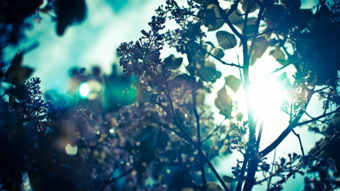 green leafed tree leaf sunlight sun rays bokeh