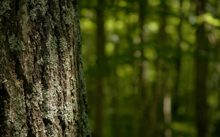 Green Trees Forest Bokeh HD nature 2k
