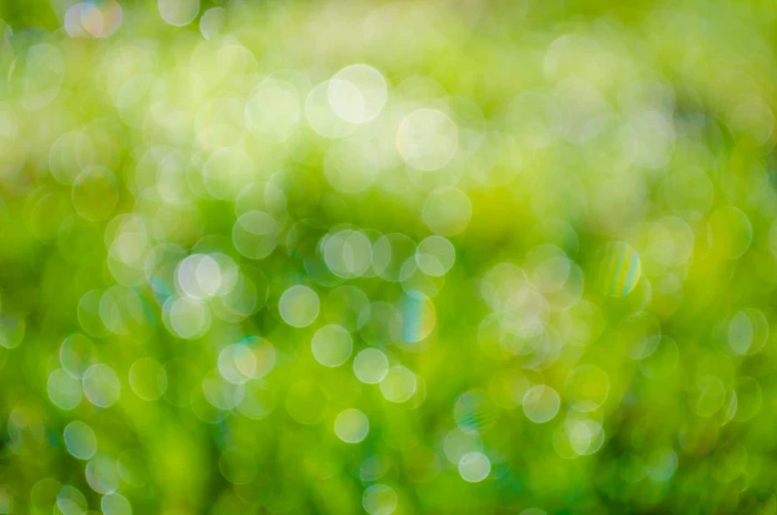 green bokeh photography background abstract plant fresh 2k