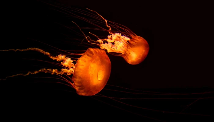 Jellyfish Underwater Ocean Sea Bokeh Jelly High Resolution Pictures 2k