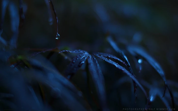 leafy plants in night acer palmatum cv Acer 2k 4k 5k