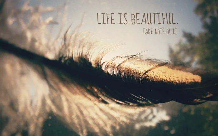 Life is Beautiful Take Note of It shallow focus photography black and gray feather 2k