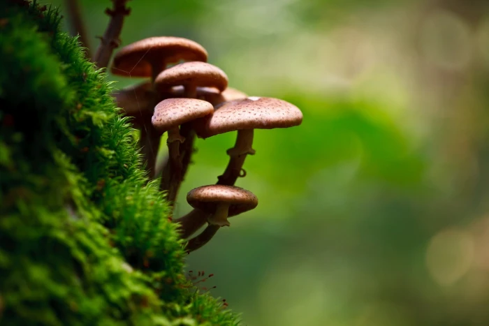 photography bokeh mushroom macro moss depth of field close up 2k