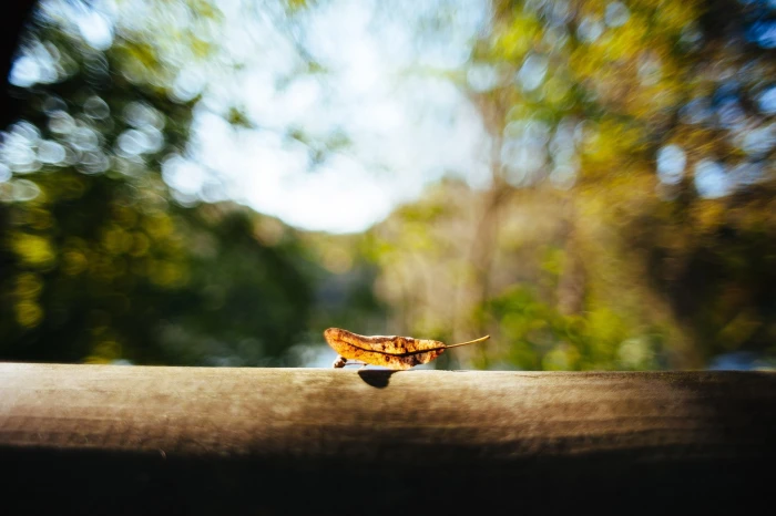 photography macro depth of field nature leaves wood bokeh 2k