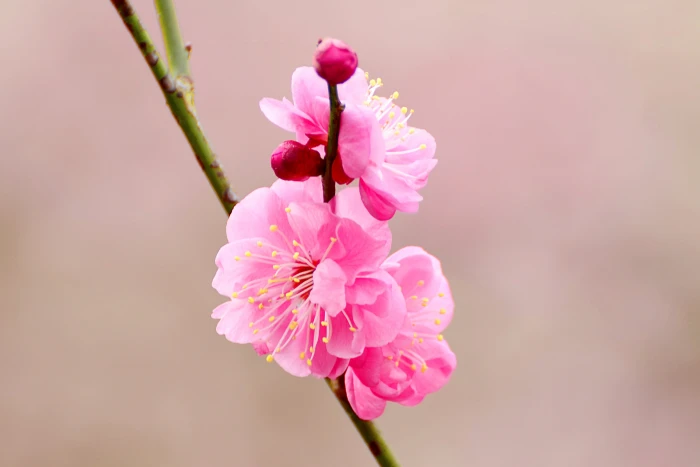 pink Cherry Blossom in closeup photo japanese apricot plum 2k