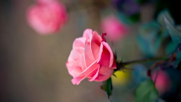 Pink rose flower macro photography bokeh 2k 4k